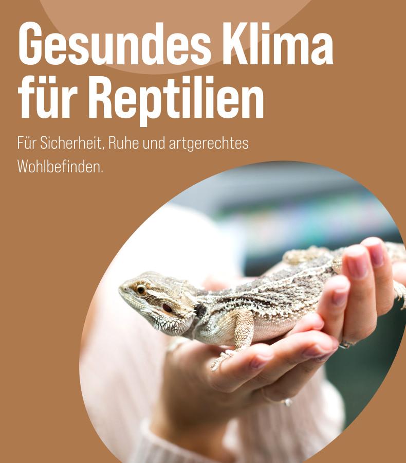 Reptiliengesundheit Bartagame wird vorsichtig auf zwei Händen gehalten - Banner zum Thema Reptiliengesundheit.