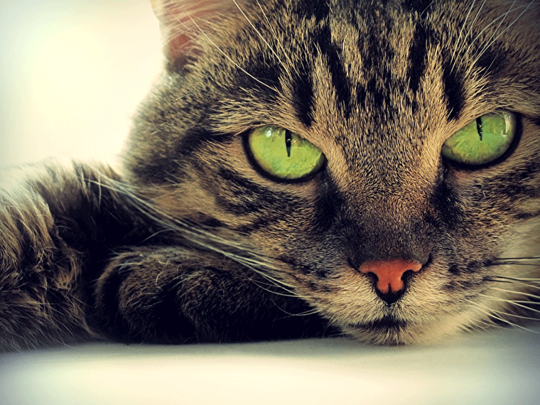 Gesunde Augen bei Katzen Mittig ist das Gesicht einer getigerten Katze in Nahaufnahme mit auffällig grünen Augen; Vorderpfoten und Fell sind im Vordergrund sichtbar, der Hintergrund ist weich verschwommen. Hinweis: Symbolbild für Augengesundheit und regelmäßige Gesundheitskontrollen bei Katzen.
