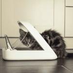 Sureflap Futterautomat Katze frisst aus einem automatischen Futterspender.