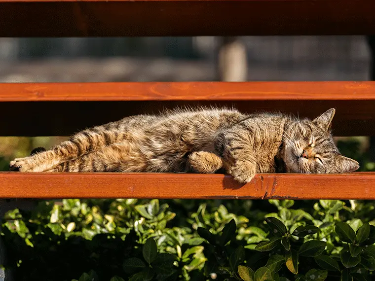 Abkühlung für Katzen Getigerte Katze liegt auf einer Bank in der Sonne und schläft.