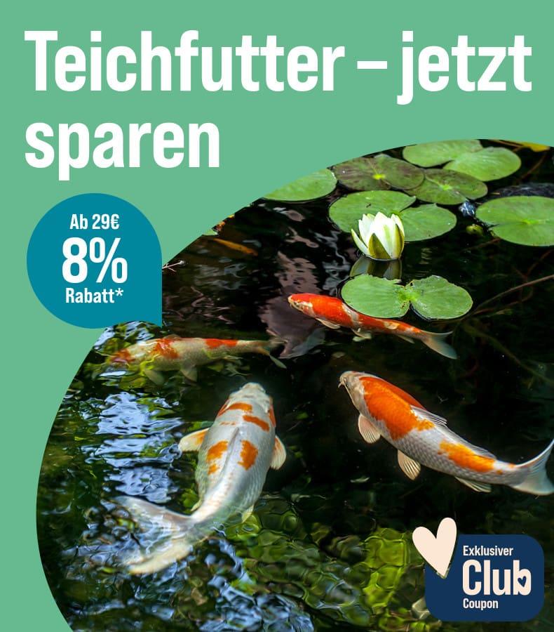 Spare 8 % ab 29 € auf Teichfutter Aktionsbanner für Teichfutter. Rechts schwimmen mehreren Koi-Fische in einem Teich mit Seerosen. 8 % € Rabatt ab 29 € für ZooRoyal Club Mitglieder.