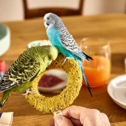Vitakraft Vogel Zwei Wellensittiche sitzen auf einem runden Vogelsnack.