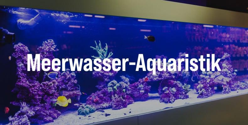 Meerwasser‑Aquaristik Banner mit Meerwasseraquarium und Hinweis auf Meerwasser‑Aquaristik.