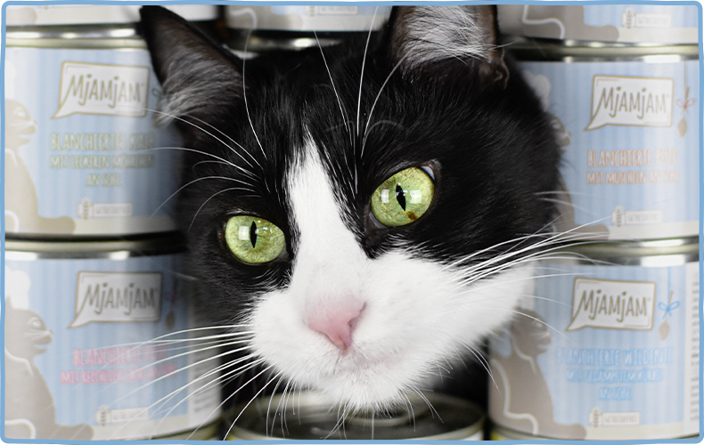 MjAMjAM An Soße Schwarze Katze steckt ihren Kopf durch gestapelte Katzenfutter Dosen hindurch.