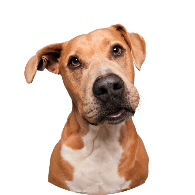 Hund Hunde-Bedarf kaufen