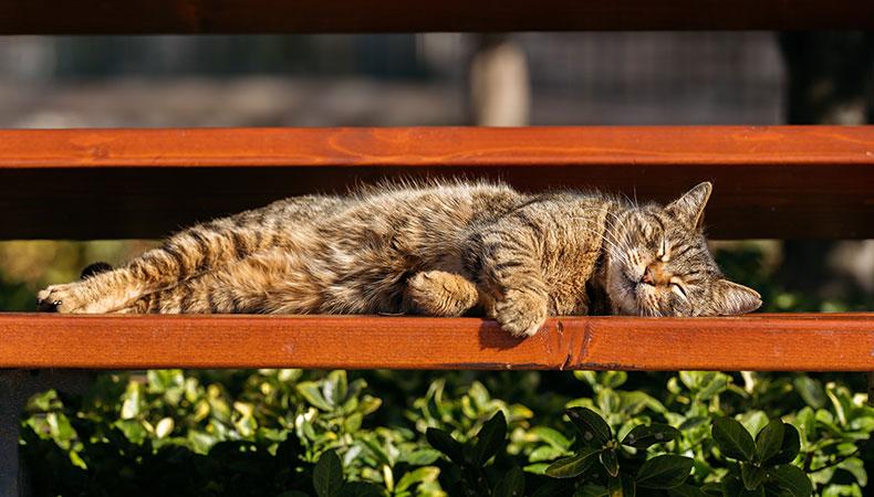 Abkühlung für Katzen Getigerte Katze liegt auf einer Bank in der Sonne und schläft.