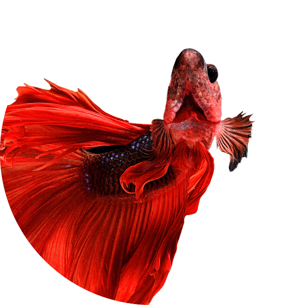 Aquaristik