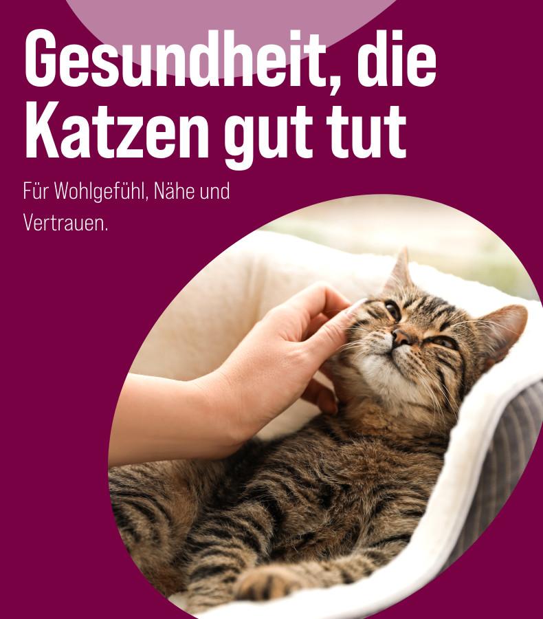 Katzengesundheit Katze liegt in einem Körbchen und wird von einer Hand am Kopf gestreichelt - Banner zum Thema Katzengesundheit.