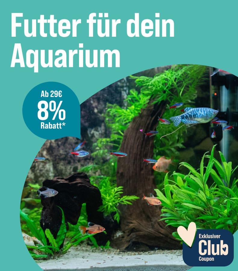 Spare 8 % ab 29 € auf Aquarium-Futter Aktionsbanner für Aquarium-Futter. Rechts schwimmen bunte Zierfische in einem bepflanzten Aquarium mit Steinen und Wurzeln. 8 % Rabatt ab 29 € für ZooRoyal Club Mitglieder.