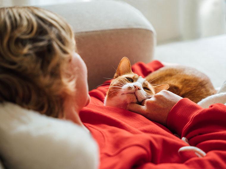 Entspannte Katze beim gemeinsamen Kuscheln auf dem Sofa Katze liegt auf einer Person und wird am Kinn gestreichelt.