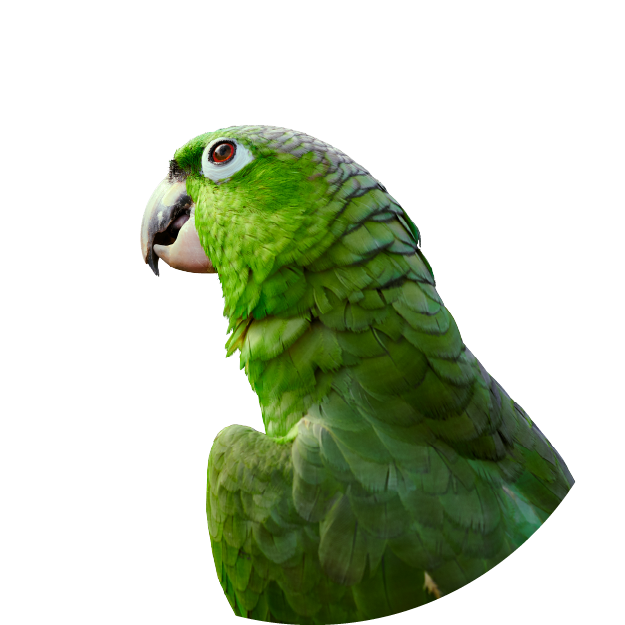 Vogel Vögel-Bedarf kaufen