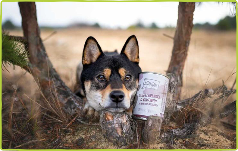 MjAMjAM Leckere Mahlzeit Hund Schwarz-brauner Hund Schaut in die Kamera, neben seinem Kopf ist eine Dose MjAMjAM Leckere Mahlzeit Hundefutter.