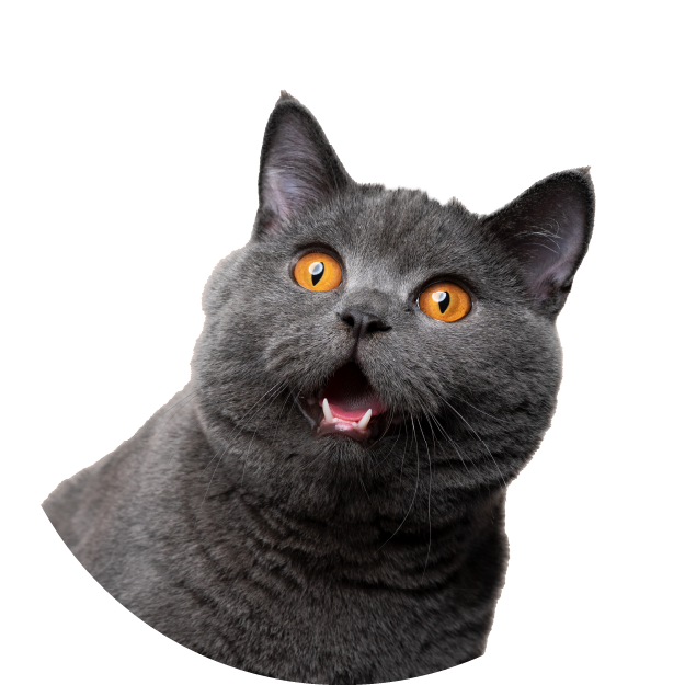 Katze Katzen-Bedarf kaufen