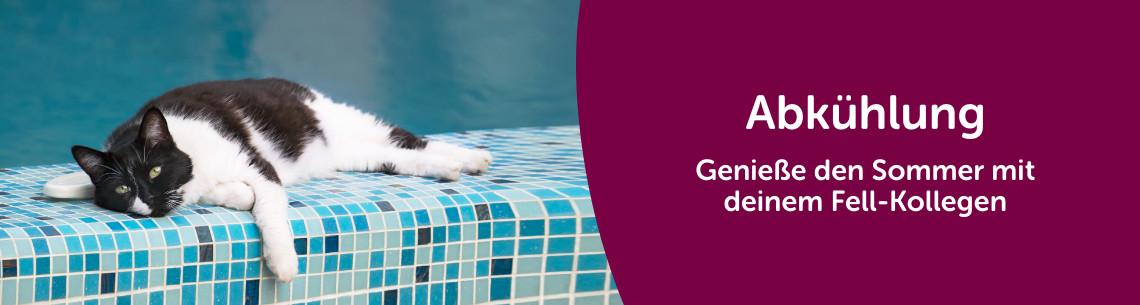 Abkühlung für Katzen Schwarz-weiße Katze liegt auf dem Rand einer Pools.
