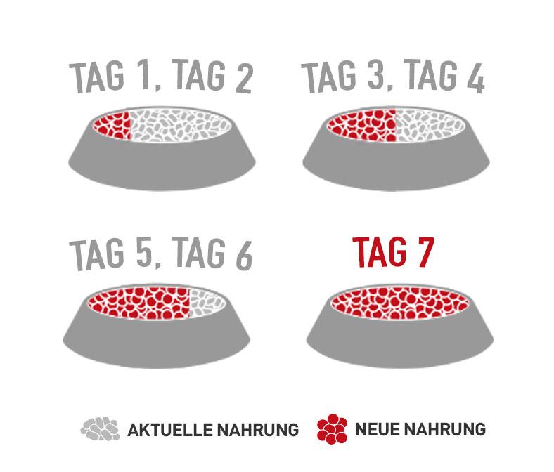 Umstellung der Tiernahrung in sieben Tagen Grafische Schrittfolge zur Futterumstellung über sieben Tage mit wechselnden Anteilen von alter und neuer Nahrung in einem Napf.