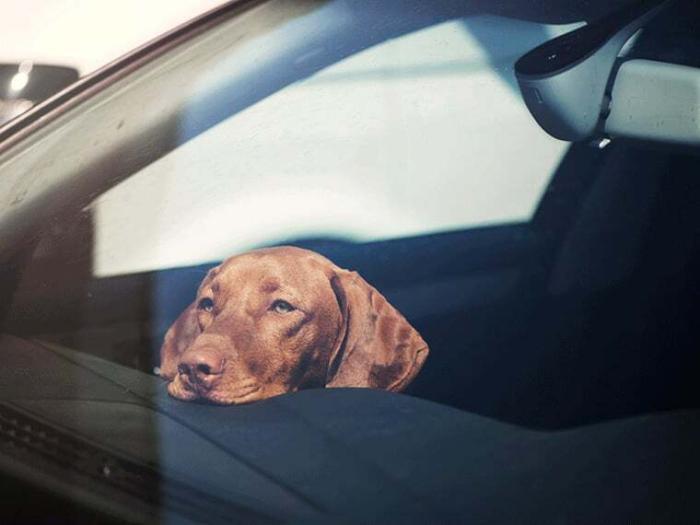 Hund im Auto Brauner Hund sitzt in einem Auto und hat den Kopf auf das Armaturenbrett gelegt; Symbolbild zum Thema Hund im Auto bei Hitze.