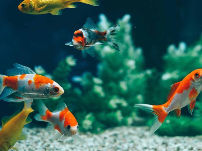 Goldfische im Aquarium Mehrere orange‑weiße und goldfarbene Fische schwimmen in einem Aquarium über Kies und Pflanzen.