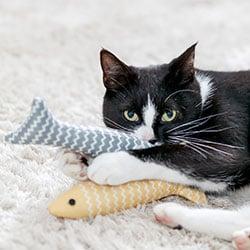 Trixie Katzenspielzeug Katze spielt mit zwei fischförmigen Stoffspielzeugen auf einem Teppich.