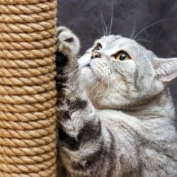 Trixie Kratzartikel Katze kratzt an einem Sisal‑Kratzstamm.