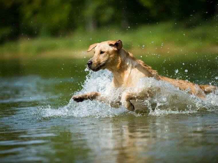 Abkühlung für Hunde Hellbrauner Hund springt durchs Wasser, um sich abzukühlen.