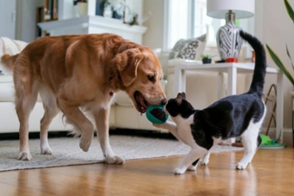 Kondition im Kopf Ein Golden Retriever und eine schwarz‑weiße Katze spielen gemeinsam drinnen und ziehen beide an einem grünen Spielzeug.