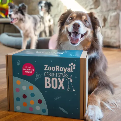 ZooRoyal Geburtstagsbox mit Hund Hund sitzt auf dem Boden und liegt neben einer ZooRoyal Geburtstagsbox, während zwei weitere Hunde im Hintergrund stehen.