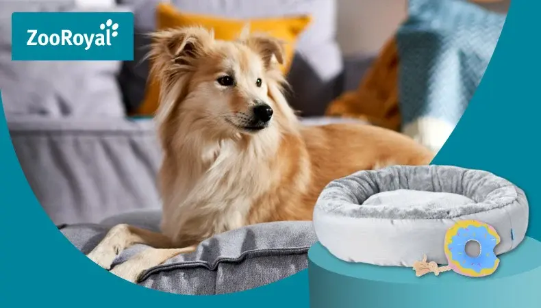 ZooRoyal Eigenmarken Zubehör Hund liegt auf einem Sofa neben einem ZooRoyal Hundebett und Spielzeug.