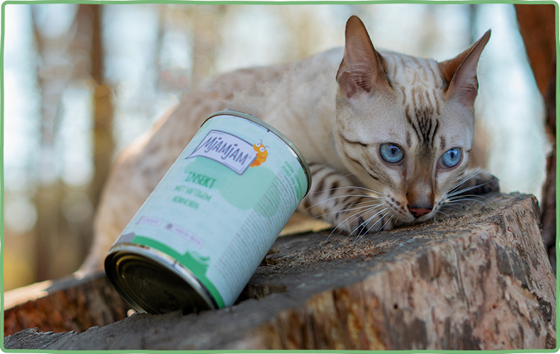 MjAMjAM Insekt Katze Getigerte Katze liegt neben einer Dose Insekt Katzenfutter.