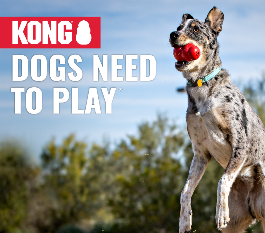 Kong Topbanner Hund trägt einen roten KONG im Maul neben dem Schriftzug „Dogs need to play“.