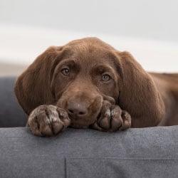 Schlafplätze Hund Hund liegt mit Kopf auf dem Rand eines Hundebetts.
