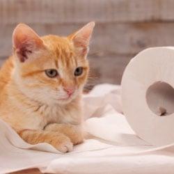 Katzentoiletten Katze liegt neben einer ausgerollten Toilettenpapierrolle.