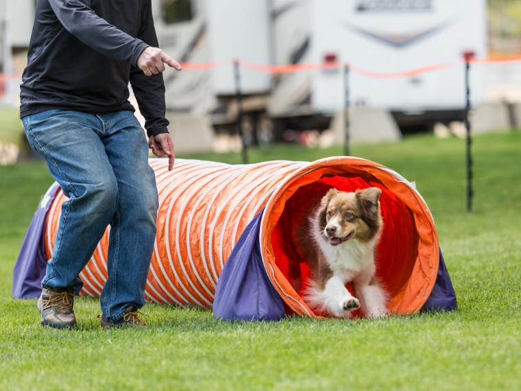 Bewegung mit Hund Ein Hund rennt durch einen Tunnel, neben ihm rennt eine Person.