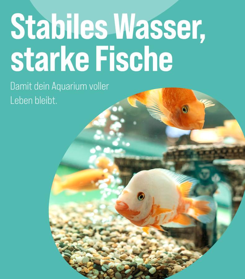 Gesundes Aquarium Mehrere bunte Fische schwimmen in einem Aquarium über Kies und vor einer Dekofigur - Banner zum Thema gesundes Aquarium.