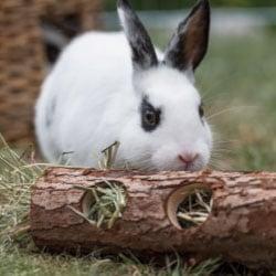 Kleintier Kaninchen schnuppert an einem Holzspielzeug mit Heu.