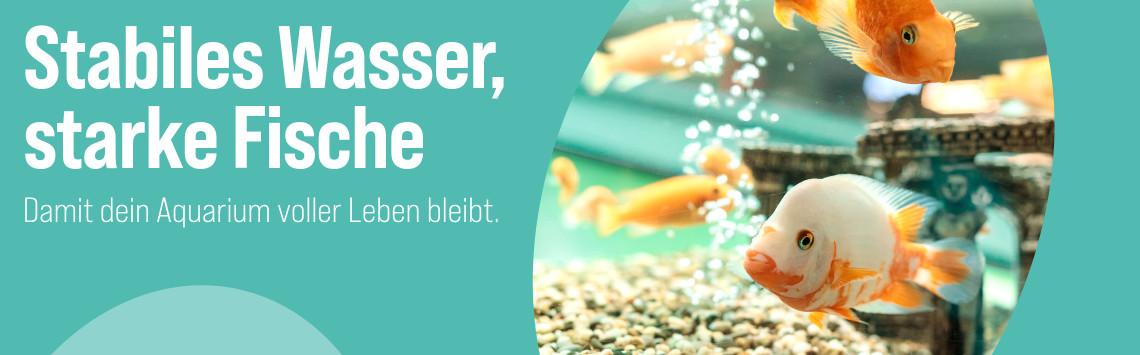 Gesundes Aquarium Mehrere bunte Fische schwimmen in einem Aquarium über Kies und vor einer Dekofigur - Banner zum Thema gesundes Aquarium.