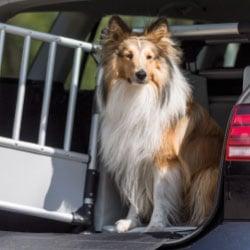Friends on Tour Hund sitzt im geöffneten Kofferraum neben einer Transportbox.