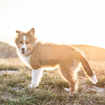 Goood Hund in der Sonne Junger Hund steht auf einer Wiese im Gegenlicht.