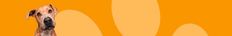 ZooRoyal Hunde-Sortiment Orangenes Banner mit einem hellbraunen Hund auf der linken Seite, der den Kopf leicht schief legt und nach vorne blickt.