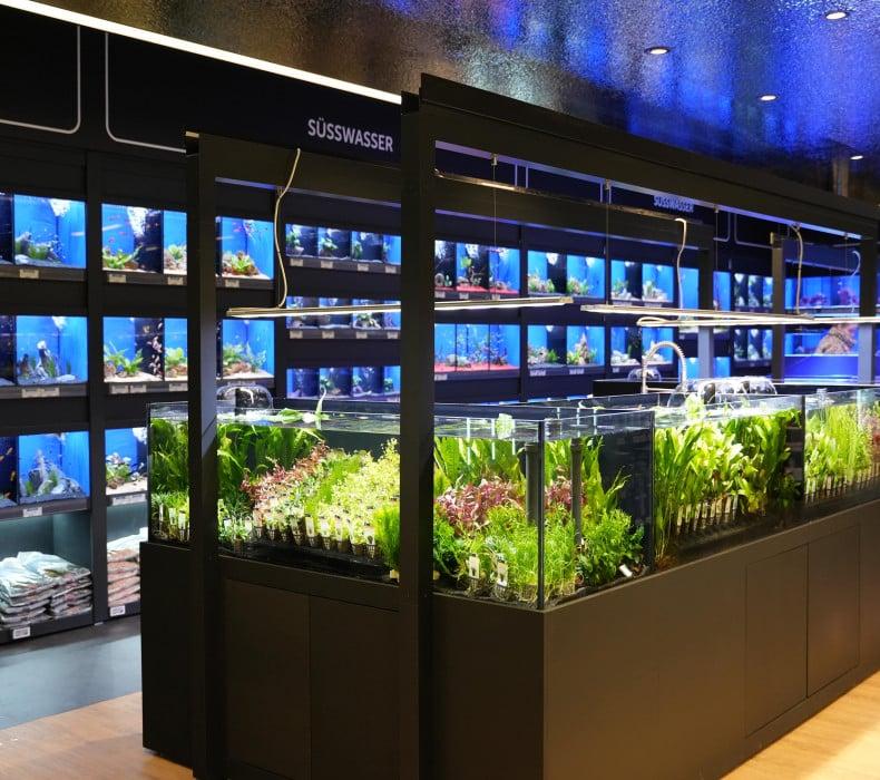 Süßwasser‑Aquaristik im ZooRoyal Fachmarkt Innenansicht eines Aquaristik‑Shops mit beleuchteten Süßwasser‑Aquarien in mehreren Reihen.