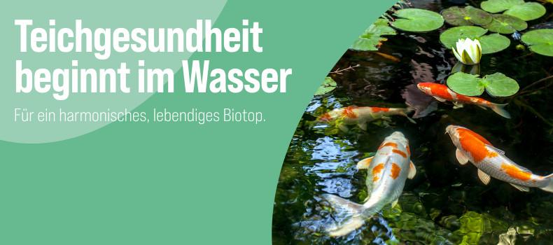 Teichgesundheit Mehrere Koi schwimmen im Gartenteich unter Seerosenblättern - Banner zum Thema Teichgesundheit.