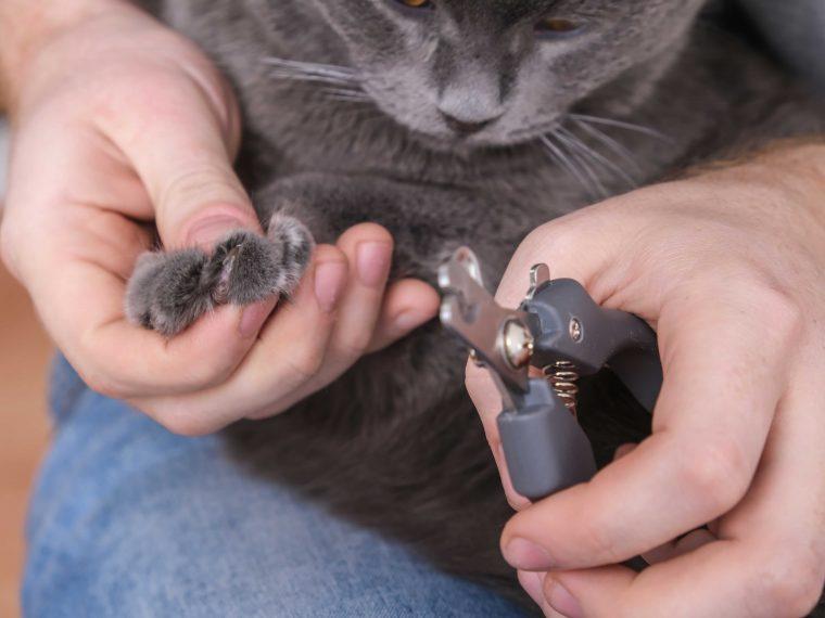 Krallenschneiden bei einer Katze mit spezieller Krallenschere Katzenpfote wird mit einer Krallenschere gekürzt.