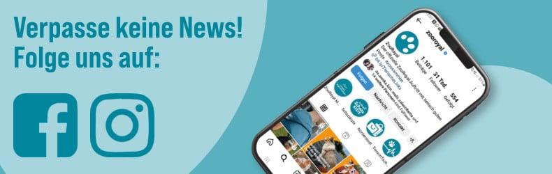 Socialmedia Bewerbung Werbebanner mit Hinweis, ZooRoyal auf Facebook und Instagram zu folgen; rechts ein Smartphone mit geöffneter Instagram‑Profilseite.
