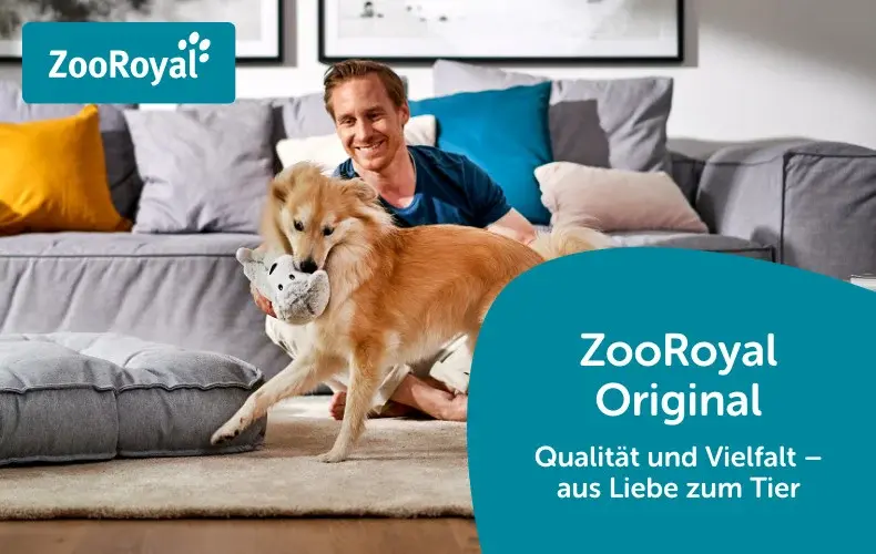 ZooRoyal Hund spielt im Wohnzimmer mit Stofftier Hund spielt im Wohnzimmer mit einem Stofftier vor einem Sofa.