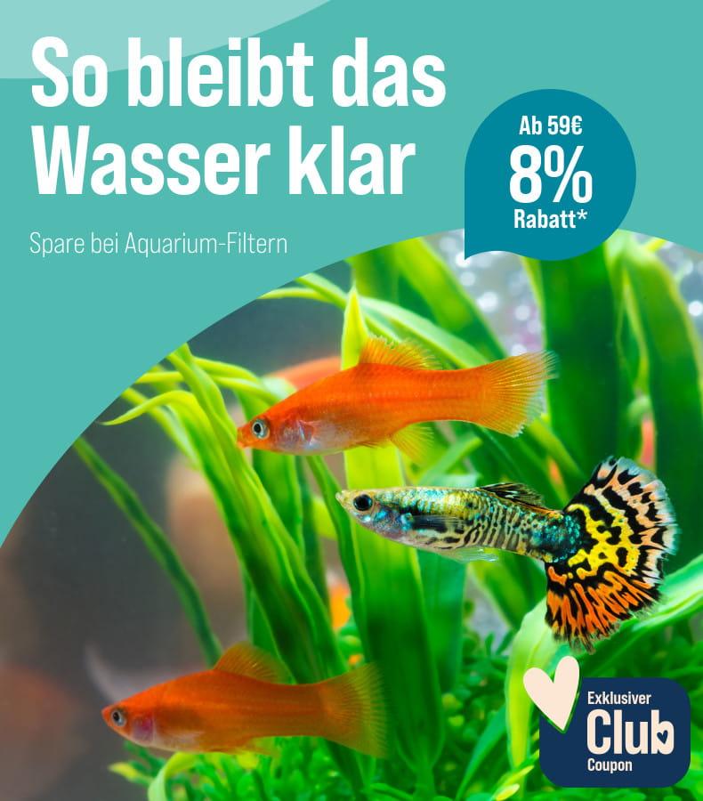 Spare 8 % ab 59 € auf Aquarium-Filter Aktionsbanner Aquarium-Filter mit Fischen im Aquarium