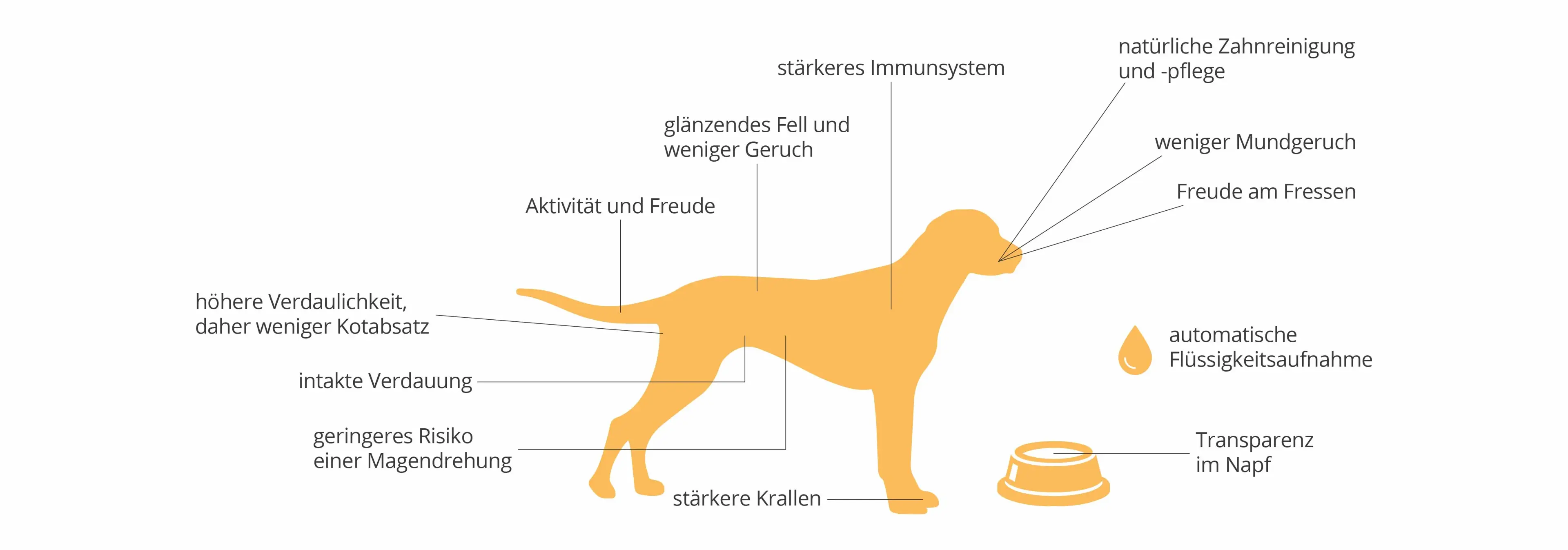 Infografik Vorteile Barf Infografik zeigt die Vorteile von Barf an einem gezeichneten Hund.