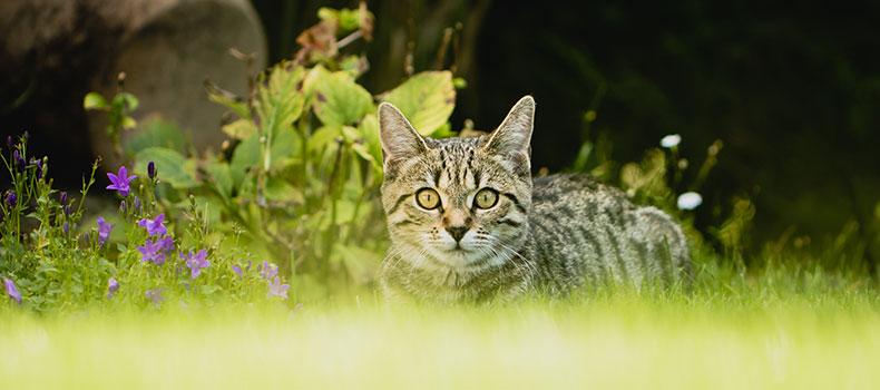 Wachsame Katze im Garten zwischen Blumen Getigerte Katze im Gras zwischen Blumen, frontal blickend.