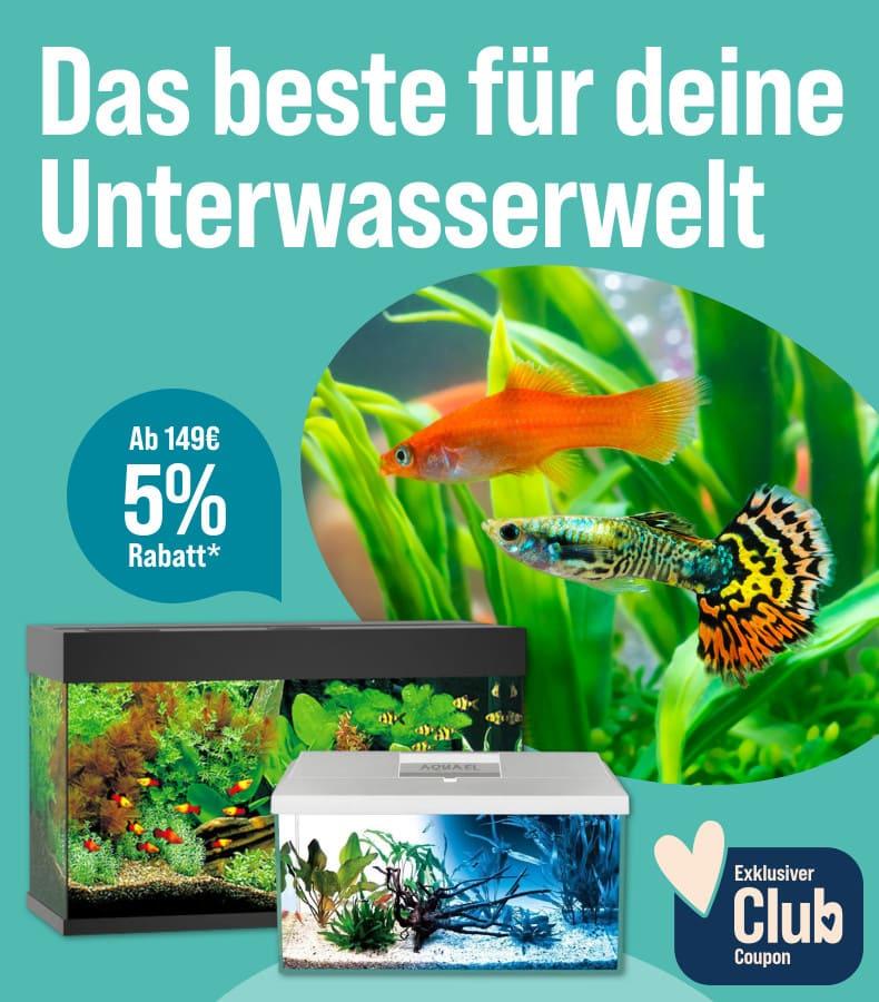 5 % Rabatt ab 149 € auf ausgewählte Aquarien Aktionsbanner für Aquarien. Rechts sind bunte Zierfische vor Wasserpflanzen sowie zwei Aquarien mit Unterwasserpflanzen zu sehen. 5 % Rabatt ab 149 € für ZooRoyal Club Mitglieder.