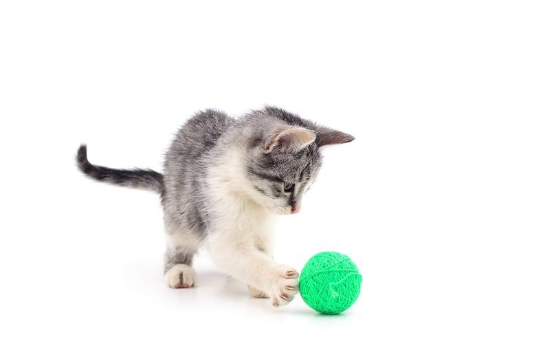 Happy Cat Young Baby Katze spielt mit grünem Ball.