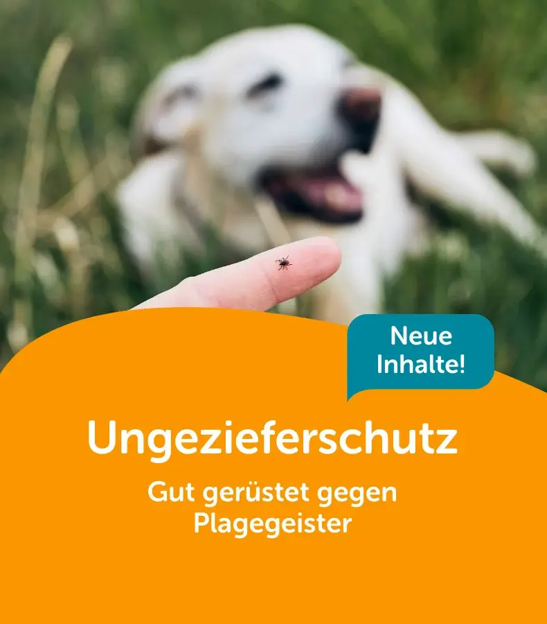 Topbanner Ungezieferschutz für Hunde Banner für die Themenwelt Ungezieferschutz mit Hund und Zecke auf der Wiese.