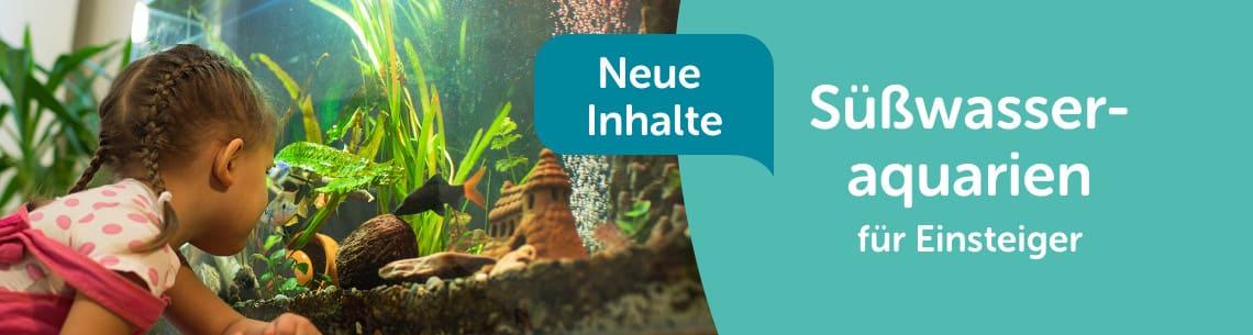 Süßwasseraquarium für Einsteiger Kind betrachtet ein Süßwasseraquarium mit bunten Pflanzen und Fischen.